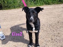 ELSA2, Hund, Mischlingshund in Spanien - Bild 9