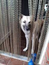 LILLY, Hund, Mischlingshund in Nettetal