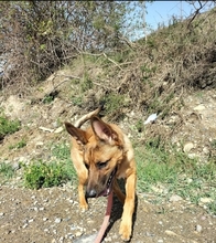 TIFON, Hund, Malinois-Mix in Spanien - Bild 10