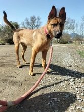 TIFON, Hund, Malinois-Mix in Spanien - Bild 7