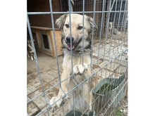 SVENJA, Hund, Mischlingshund in Rumänien