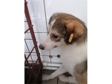 YENTL, Hund, Mischlingshund in Rumänien