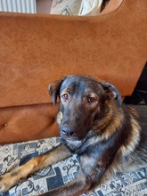 ALEX, Hund, Mischlingshund in Rumänien - Bild 1