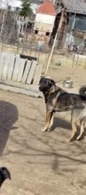 ALEX, Hund, Mischlingshund in Rumänien - Bild 10