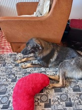 ALEX, Hund, Mischlingshund in Rumänien - Bild 2
