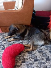 ALEX, Hund, Mischlingshund in Rumänien - Bild 3