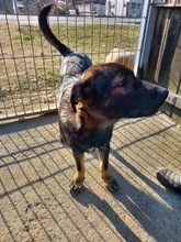 ALEX, Hund, Mischlingshund in Rumänien - Bild 5