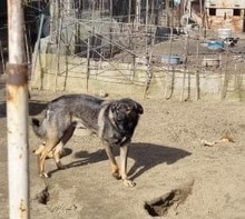 ALEX, Hund, Mischlingshund in Rumänien - Bild 8