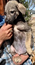 SANCHO, Hund, Mischlingshund in Rumänien - Bild 14