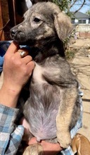 SANCHO, Hund, Mischlingshund in Rumänien - Bild 18