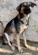 SANCHO, Hund, Mischlingshund in Rumänien - Bild 2