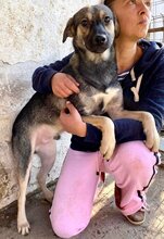 SANCHO, Hund, Mischlingshund in Rumänien - Bild 6