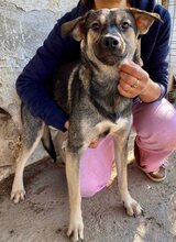 SANCHO, Hund, Mischlingshund in Rumänien - Bild 7