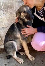 SANCHO, Hund, Mischlingshund in Rumänien - Bild 8