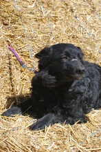 EMELY, Hund, Mischlingshund in Korschenbroich - Bild 1