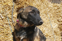 NELLI, Hund, Mischlingshund in Korschenbroich - Bild 2