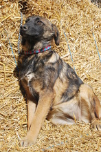 NELLI, Hund, Mischlingshund in Korschenbroich - Bild 3