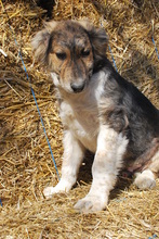 NINO, Hund, Mischlingshund in Korschenbroich - Bild 1