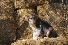 NINO, Hund, Mischlingshund in Korschenbroich - Bild 2