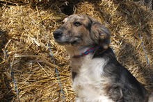 NINO, Hund, Mischlingshund in Korschenbroich - Bild 3