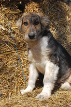 NINO, Hund, Mischlingshund in Korschenbroich - Bild 4