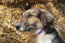 NINO, Hund, Mischlingshund in Korschenbroich - Bild 5