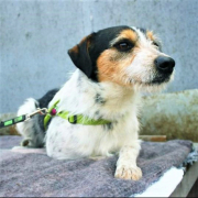 TOBY, Hund, Foxterrier-Mix in Slowakische Republik - Bild 1
