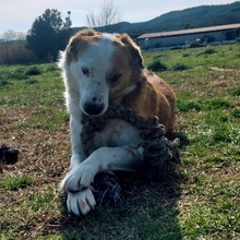 SAMMY, Hund, Mischlingshund in Griechenland - Bild 10