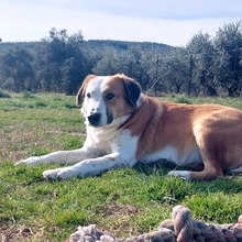 SAMMY, Hund, Mischlingshund in Griechenland - Bild 12
