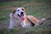 SAMMY, Hund, Mischlingshund in Griechenland - Bild 15