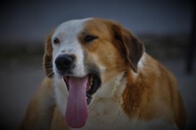 SAMMY, Hund, Mischlingshund in Griechenland - Bild 16