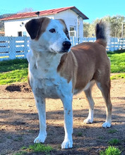 SAMMY, Hund, Mischlingshund in Griechenland - Bild 2