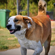 SAMMY, Hund, Mischlingshund in Griechenland - Bild 4