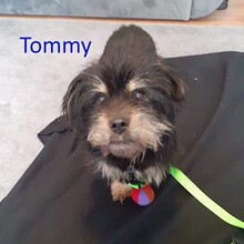 TOMMY, Hund, Mischlingshund in Niederlande - Bild 1