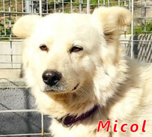MICOL, Hund, Mischlingshund in Italien - Bild 1