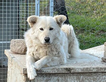 MICOL, Hund, Mischlingshund in Italien - Bild 10
