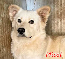 MICOL, Hund, Mischlingshund in Italien - Bild 11