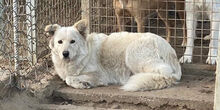 MICOL, Hund, Mischlingshund in Italien - Bild 13