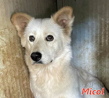 MICOL, Hund, Mischlingshund in Italien - Bild 14