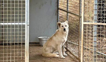 MICOL, Hund, Mischlingshund in Italien - Bild 18