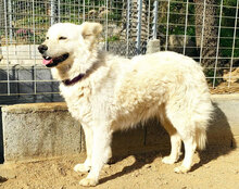 MICOL, Hund, Mischlingshund in Italien - Bild 2