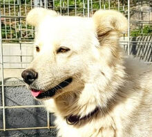 MICOL, Hund, Mischlingshund in Italien - Bild 3