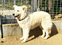MICOL, Hund, Mischlingshund in Italien - Bild 4