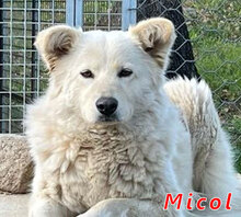 MICOL, Hund, Mischlingshund in Italien - Bild 6