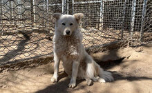 MICOL, Hund, Mischlingshund in Italien - Bild 7