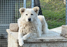 MICOL, Hund, Mischlingshund in Italien - Bild 8