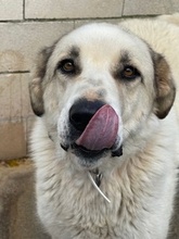 STUART, Hund, Mastin Español in Spanien - Bild 3