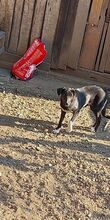 FINKA, Hund, Mischlingshund in Rumänien - Bild 3