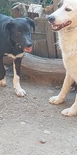FINKA, Hund, Mischlingshund in Rumänien - Bild 5