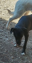 FLOKI, Hund, Mischlingshund in Rumänien - Bild 2